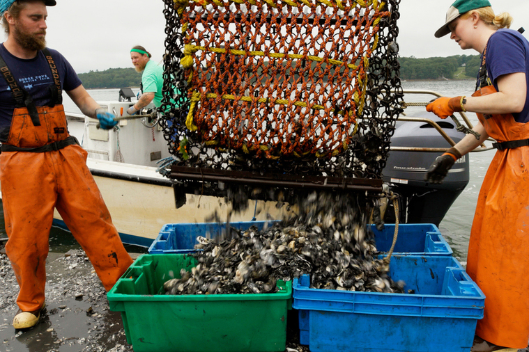 Two workers in orange waders dump a netful of oysters into plastic bins on a shoreline, with a small boat and a third worker visible in the background.