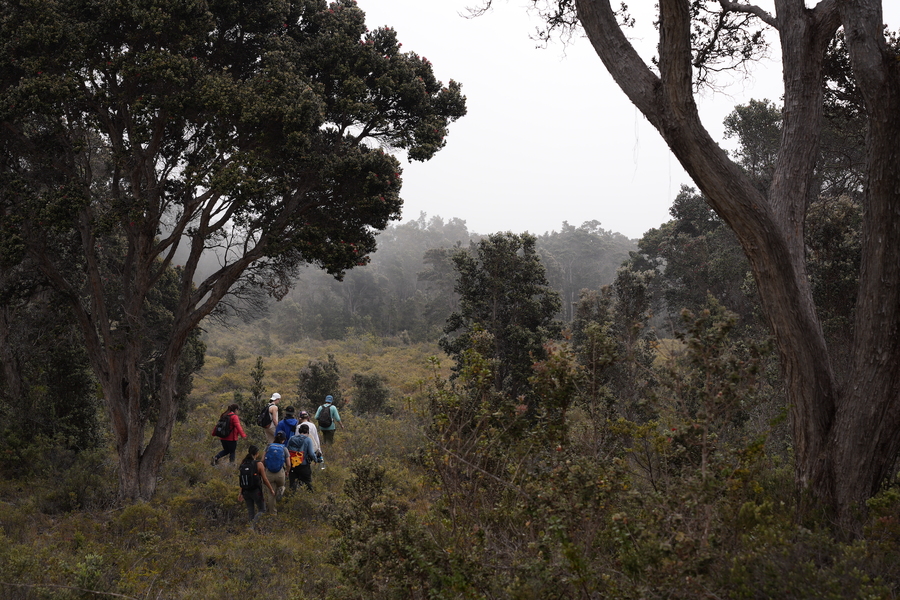 A group of researchers with backpacks hiking through a misty native forest landscape during climate fieldwork.