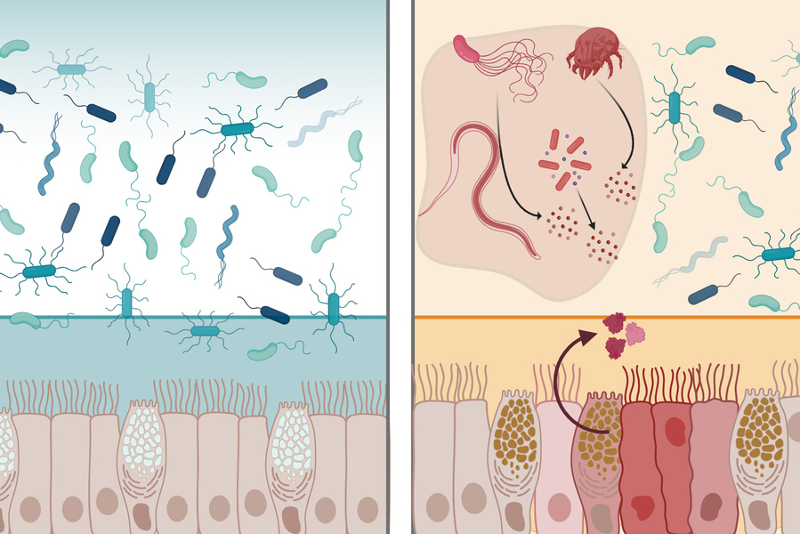 Illustration comparing healthy and infected intestinal tissue, showing microbes above epithelial cells and immune responses on the right side.