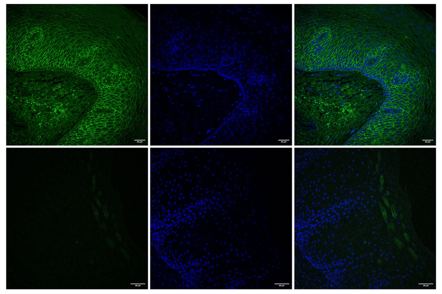 A six-panel grid of fluorescence microscopy images displaying varying layers of green and blue cellular tissue structures.