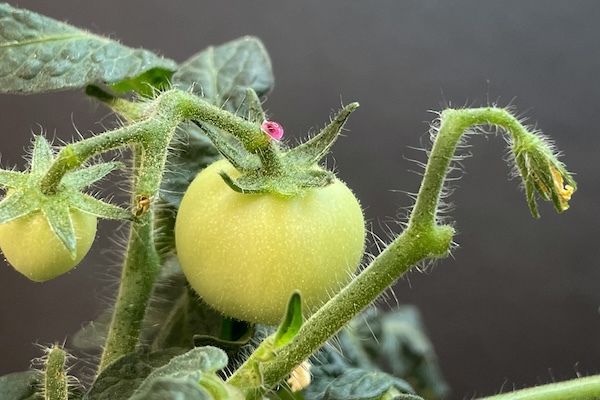 A shiny, red sensor is attached to a green tomato plant.
