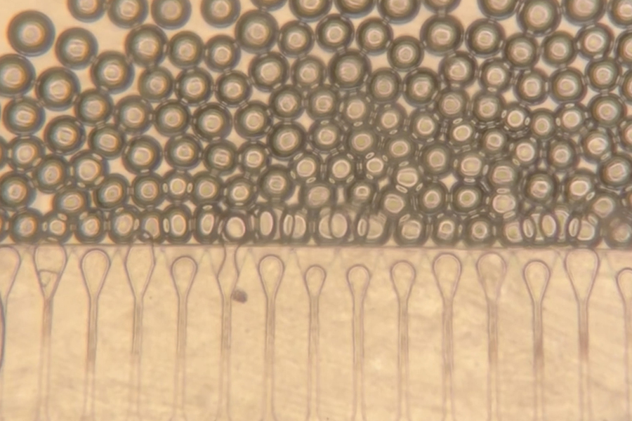 Microscopic view of circular, bubble-like structures layered above elongated, tube-shaped forms in a soft beige field.