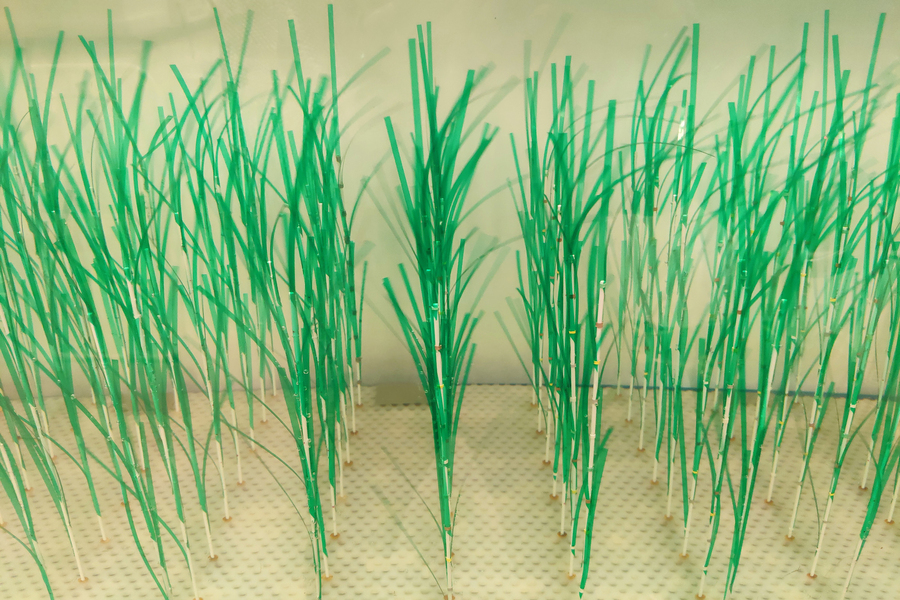Clusters of thin green plastic blades mimicking marsh grass stand upright in rows on a perforated white surface in a lab setting.