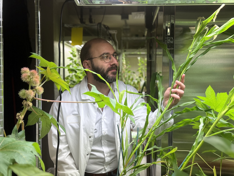 Wearing a lab coat, Giorgio Rizzo examines green plants in a lab.