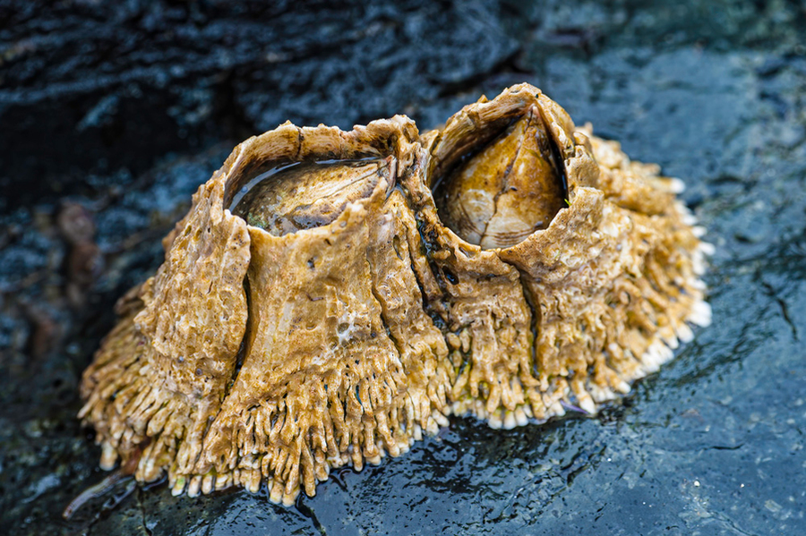 Two barnacles with textured, fringed exteriors sit open on a wet dark rock surface.