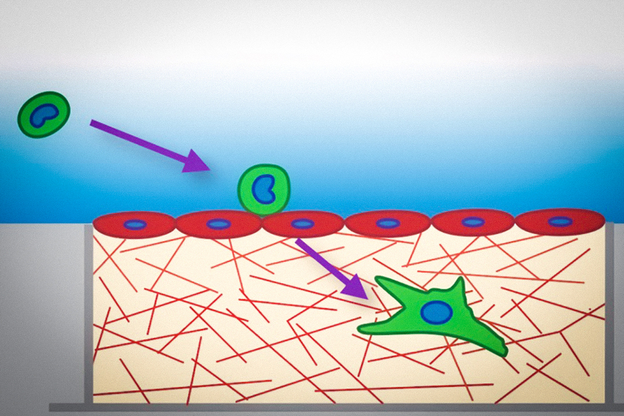 A diagram illustrating a cell passing through a tissue barrier and spreading into a fibrous extracellular matrix below, with purple arrows indicating direction of movement.