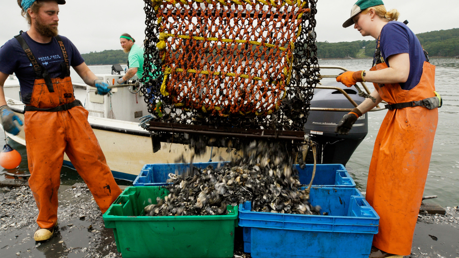 Two workers in orange waders dump a netful of oysters into plastic bins on a shoreline, with a small boat and a third worker visible in the background.