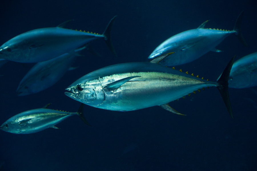 A school of yellowfin tuna swimming together against a dark blue ocean background.