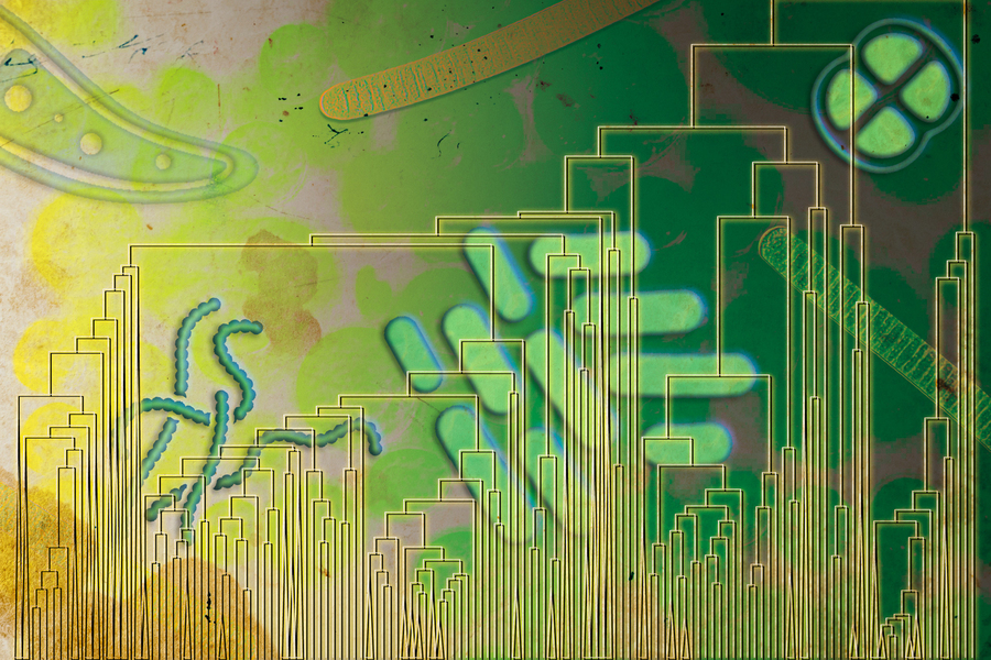 Composite illustration of a microbial phylogenetic tree overlaid on microscopy images of cyanobacteria, algae, and other early photosynthetic organisms in green and yellow tones.