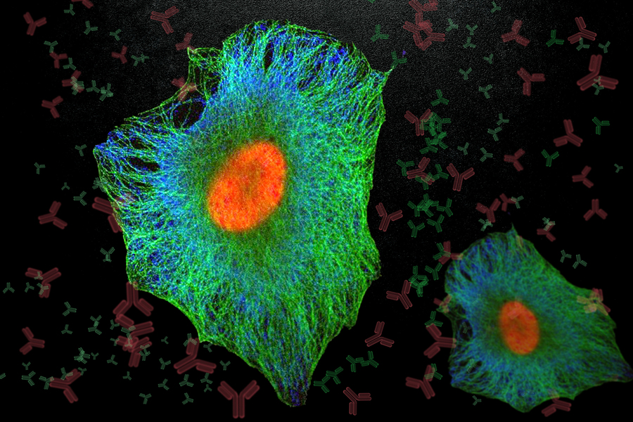 Fluorescence microscopy composite image of two cancer cells with green actin filaments, blue cytoskeleton, and orange-red nuclei surrounded by illustrated red and green antibody molecules on a black background.
