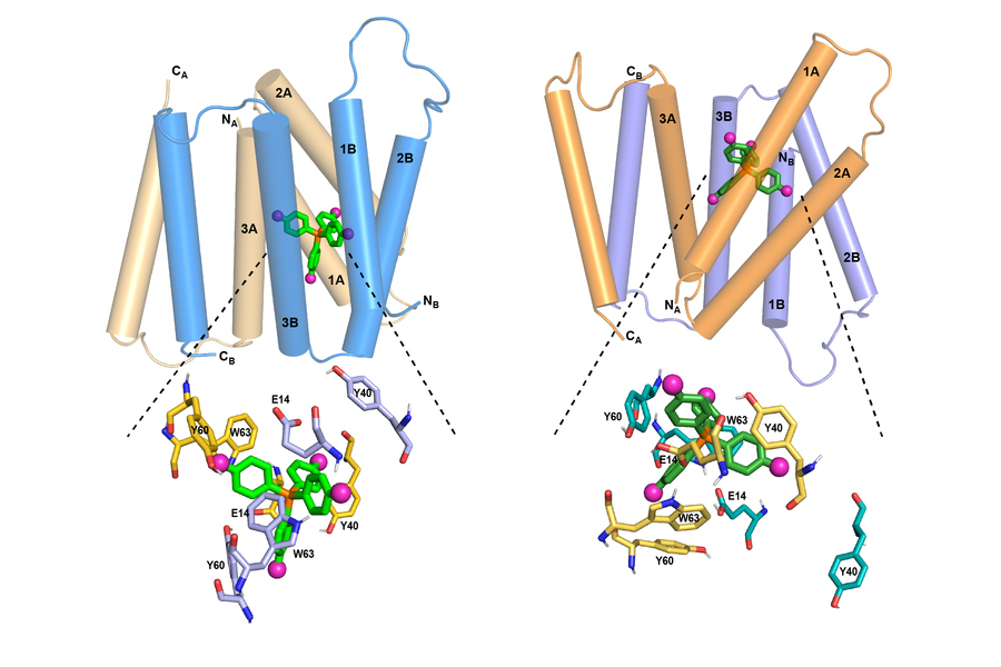Side-by-side scientific diagrams of two protein dimer structures showing labeled alpha-helical bundles in blue and orange with green ligand molecules and pink ion markers, with zoomed insets highlighting key binding residues