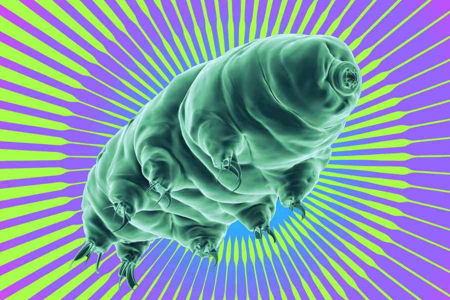 A colorized 3D illustration of a tardigrade against a bold purple and green starburst background.