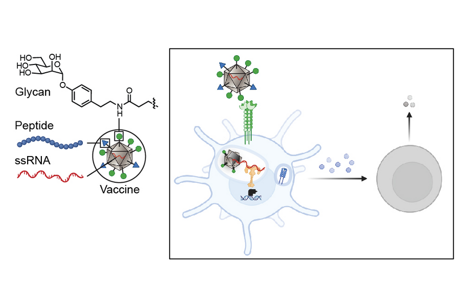 Scientific diagram illustrating a glycan-peptide-ssRNA vaccine construct binding to a dendritic immune cell, triggering an immune response toward a target cell.