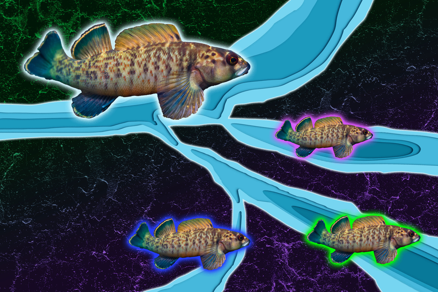 Editorial illustration of four spotted freshwater fish of varying sizes swimming through branching blue river channels against a dark purple and green background, representing species dispersal through river erosion networks