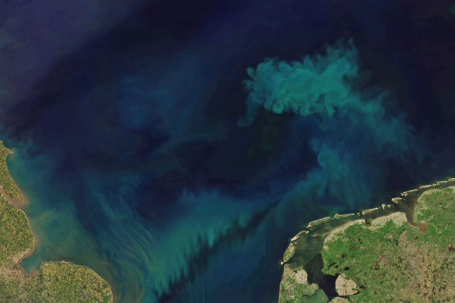 Satellite image of a coastal ocean region showing vivid turquoise and teal phytoplankton bloom swirls against deep blue water, with green land masses visible at the edges.